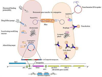 Antibiotics, Resistome and Resistance Mechanisms: A Bacterial Perspective